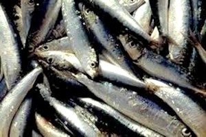 Des pêcheurs saint-louisiens préconisent le renforcement de la concertation avec Nouakchott