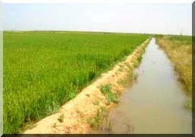 Aménagement de 3.500 nouveaux hectares irrigués en Mauritanie 