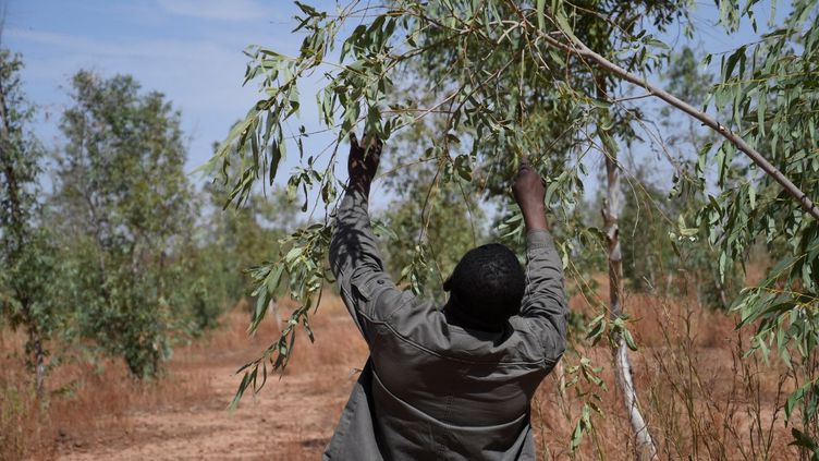 COP27 : trois questions sur le projet de Grande muraille verte au Sahel, vanté par Emmanuel Macron 