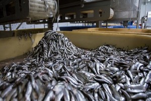 Boghé : le Kilogramme de « poisson Aziz » fixé à 50 Ouguiyas (ancienne monnaie)