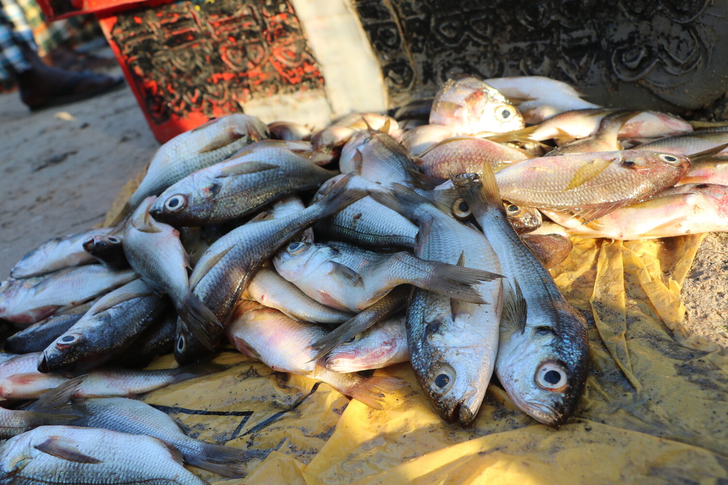 Petits pélagiques (Mauritanie, Sénégal, Gambie, Guinée Bissau) : le potentiel halieutique évalué à 2 222 500 tonnes