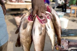 Mauritanie : 604 millions de dollars générés par la pêche en 2018 