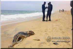 Apparition de poissons morts et fermeture de la plage de Nouakchott 