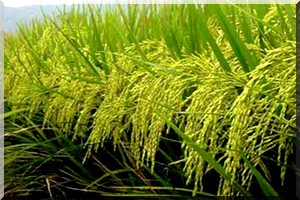 Des mesures en faveur de la production du riz 