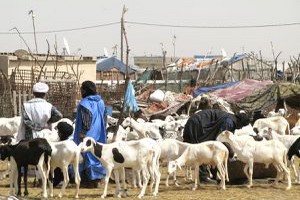 Nouakchott : Les parcs à bétail font leur plein à la veille de l’Aid Adha