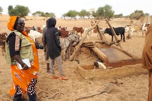 Projet régional d’appui au pastoralisme au Sahel, une bouffée d’oxygène pour le monde rural en Mauritanie