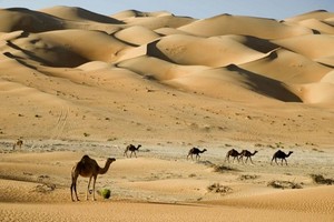Mauritanie : promesse d’aide gouvernementale pour les éleveurs