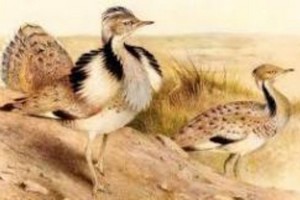 Protection des outardes au Tiris-Zemmour