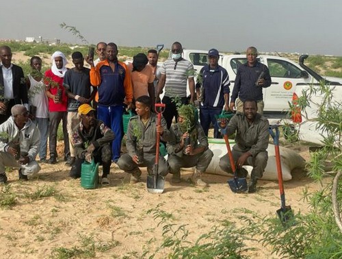 Campagne de reboisement de sections de la ceinture de protection de la ville de Nouakchott