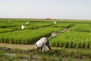 Périmètre rizicole Niaaki –M’Botto- Aly Baidy: La SONADER octroie une motopompe pour sauver les récoltes