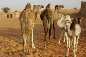Tourisme : le Sahara mauritanien de plus en plus fréquentable