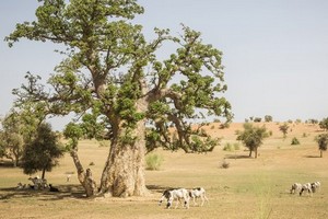 Au Sahel, la Grande Muraille verte est plus nécessaire que jamais / Par Ibrahim Thiaw, SGA CNULCD