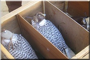 Saisie de faucons au débarcadère de Rosso Mauritanie [PhotoReportage]