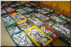 Distribution gratuite poissons vive sardinelle…