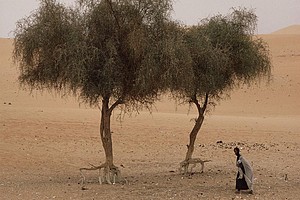 Sahel : la Suède soutient les agriculteurs et éleveurs frappés par la sécheresse (FAO)