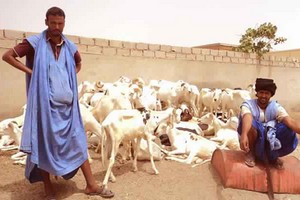 Le Sénégal veut d’avantage de moutons mauritaniens pour la fête de la Tabaski