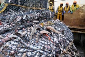 Mauritanie : expulsion d’une soixantaine d’étrangers pour pêche illégale