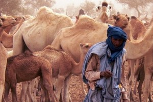 Le cheptel mauritanien en