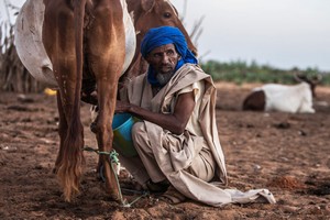 Le sosie du lait de l’UE qui ravage le secteur laitier de l’Afrique de l’Ouest