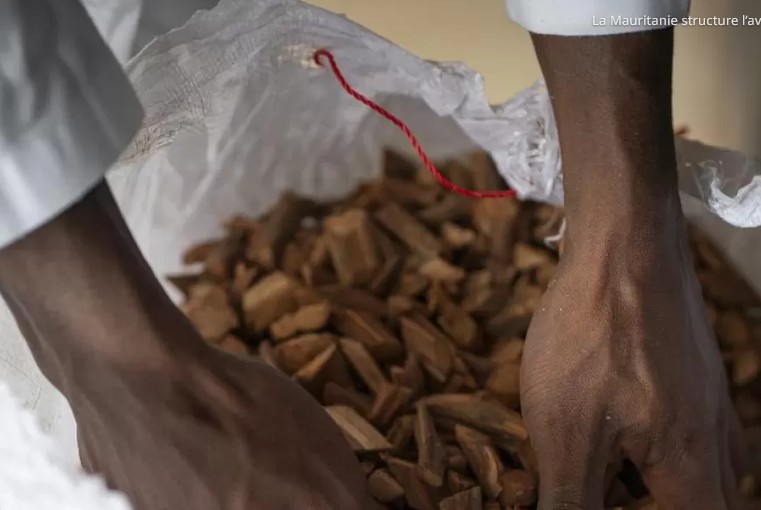La Mauritanie structure l’avenir de sa médecine traditionnelle