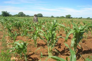 Commune de Dar El Barka : des agriculteurs dénoncent des tentatives d’accaparement de leurs terres