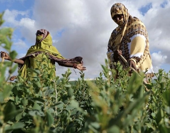 Mauritanie: à Taguilalet, une ferme communautaire pour relancer le projet de la Grande muraille verte