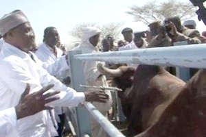 7,3 millions de têtes de bétail vaccinées en Mauritanie (officiel)