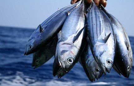 Sénégal : la Mauritanie autorise la capture de 50 000 tonnes de poissons dans ses eaux maritimes 