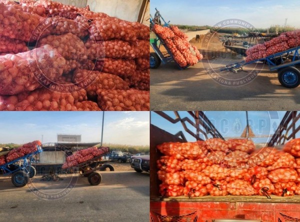 Trafic d’oignons vers la Mauritanie : 11 individus arrêtés, 365 sacs saisis