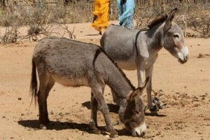 Tchad : un réseau de trafics de viande d'âne démantelé