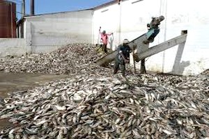 Mauritanie-Pêche/ Recherches: Conclusions accablantes pour les usines de farine de poisson