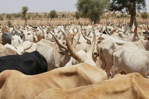 Mauritanie. Journée de la vache en période de vaches maigres