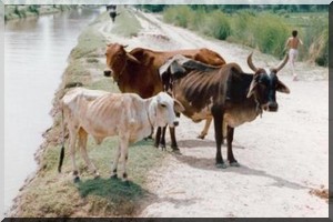 Alerte du Dr Dohourou Dieudonné : «La fièvre de la vallée du rift existe au Sénégal»