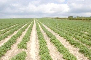 Mauritanie: vives tensions autour de l’accaparement de terres dans la vallée du fleuve Sénégal