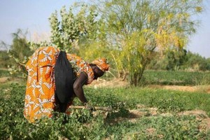 Mauritanie : les surfaces exploitées pour les cultures maraîchères ont augmenté de 50% 