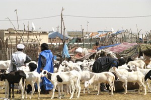 Forte envolée du prix du mouton en Mauritanie