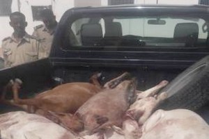 Nouakchott/Sécurité : Coup de filet de la gendarmerie dans le milieu des voleurs de bétail