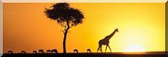 Vers un carton rouge pour les grands pollueurs en Afrique