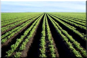 Libre Expression. Le danger de l'accaparement de terres agricoles