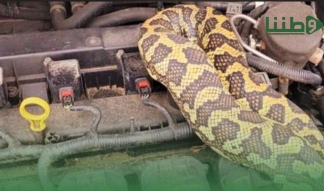 Scène insolite à Nouakchott : un énorme serpent découvert dans une voiture