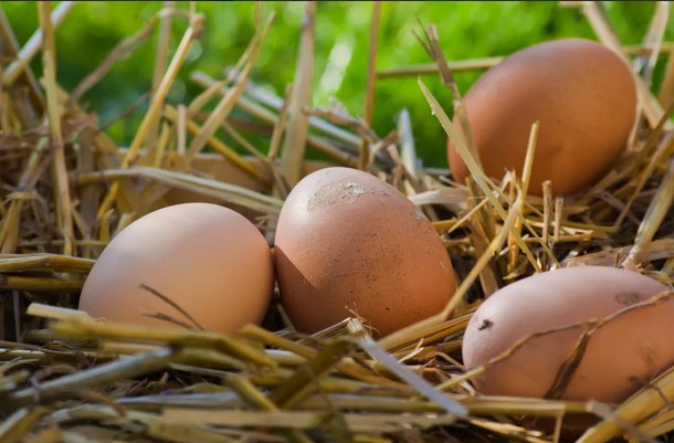 France : contamination à la salmonelle, plusieurs marques d'œufs rappellent leurs produits
