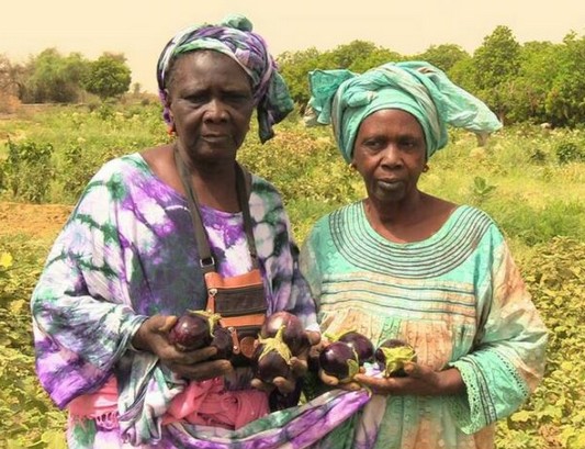 Vidéo. De la production à la transformation des fruits et légumes, le témoignage d’agricultrices mauritaniennes 