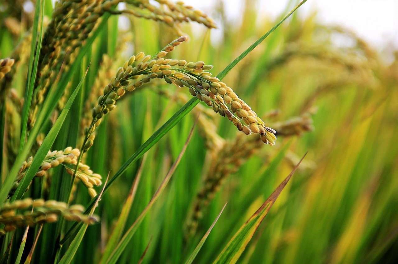 Ministère de l’agriculture : la production rizicole couvre 90% des besoins du pays 