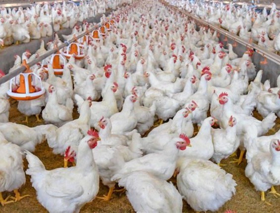 Des tests de laboratoires confirment l’absence de grippe aviaire chez les volailles mortes