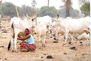 Journée Internationale de la Vache en Mauritanie : Communiqué de presse de Tabital Pulaaku International